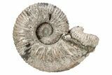 Tractor Ammonite (Douvilleiceras) Fossil - Monster Specimen! #207432-5